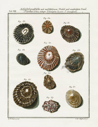 Friedrich Martini Engravings 10 Limpet Shells - Panteek Antique Prints