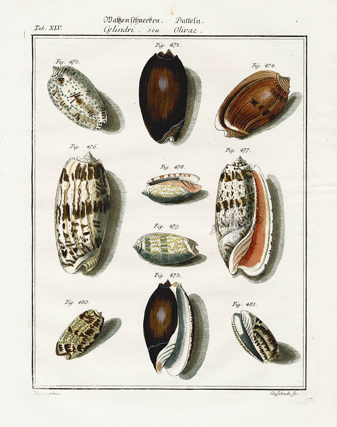 Friedrich Martini Engravings 10 Olive Shells