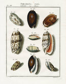 Friedrich Martini Engravings 10 Olive Shells - Panteek Antique Prints