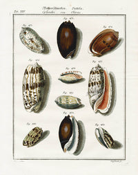 Friedrich Martini Engravings 10 Olive Shells - Panteek Antique Prints