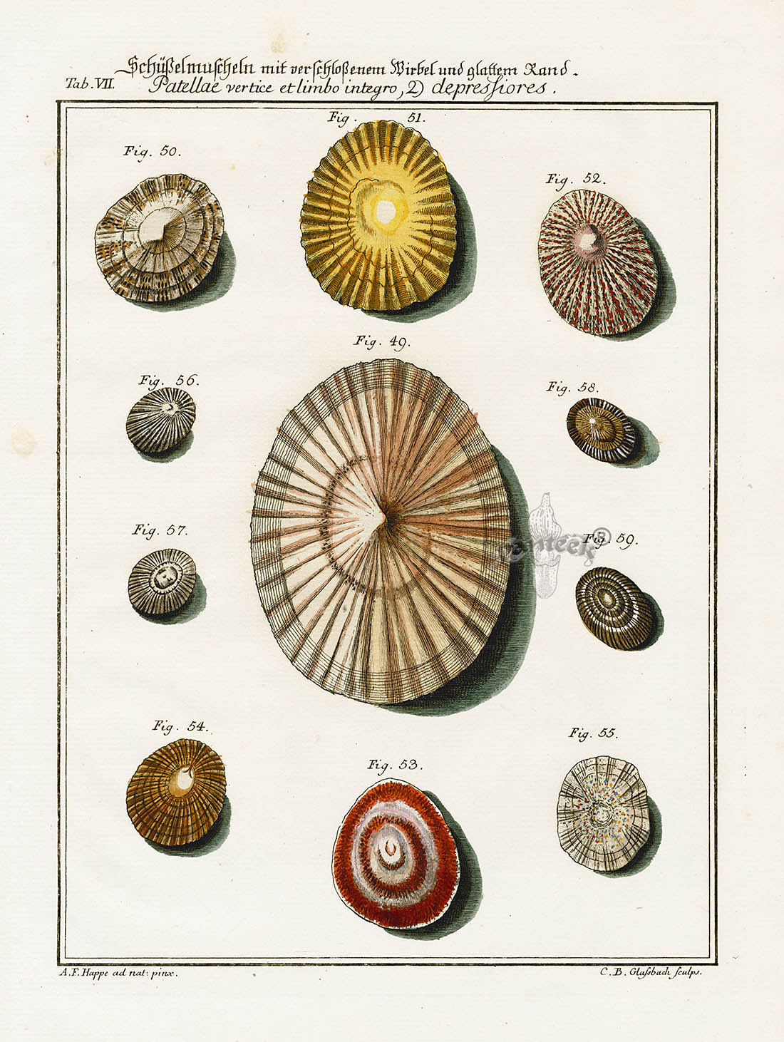 Friedrich Martini Engravings 11 Limpet Shells