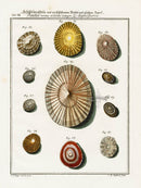 Friedrich Martini Engravings 11 Limpet Shells - Panteek Antique Prints