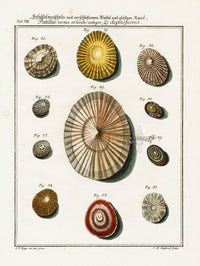 Friedrich Martini Engravings 11 Limpet Shells - Panteek Antique Prints