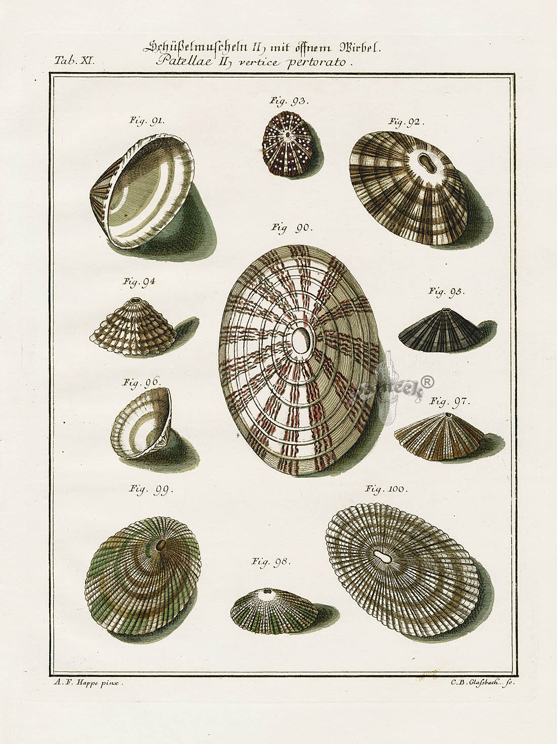 Friedrich Martini Engravings 11 Patella Shells