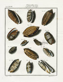 Friedrich Martini Engravings 14 Olive Shells - Panteek Antique Prints