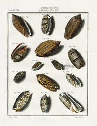 Friedrich Martini Engravings 14 Olive Shells - Panteek Antique Prints
