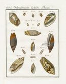 Friedrich Martini Engravings 18 Olive Shells - Panteek Antique Prints