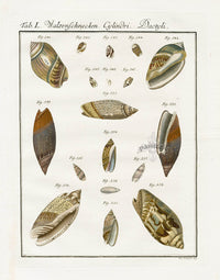 Friedrich Martini Engravings 18 Olive Shells - Panteek Antique Prints