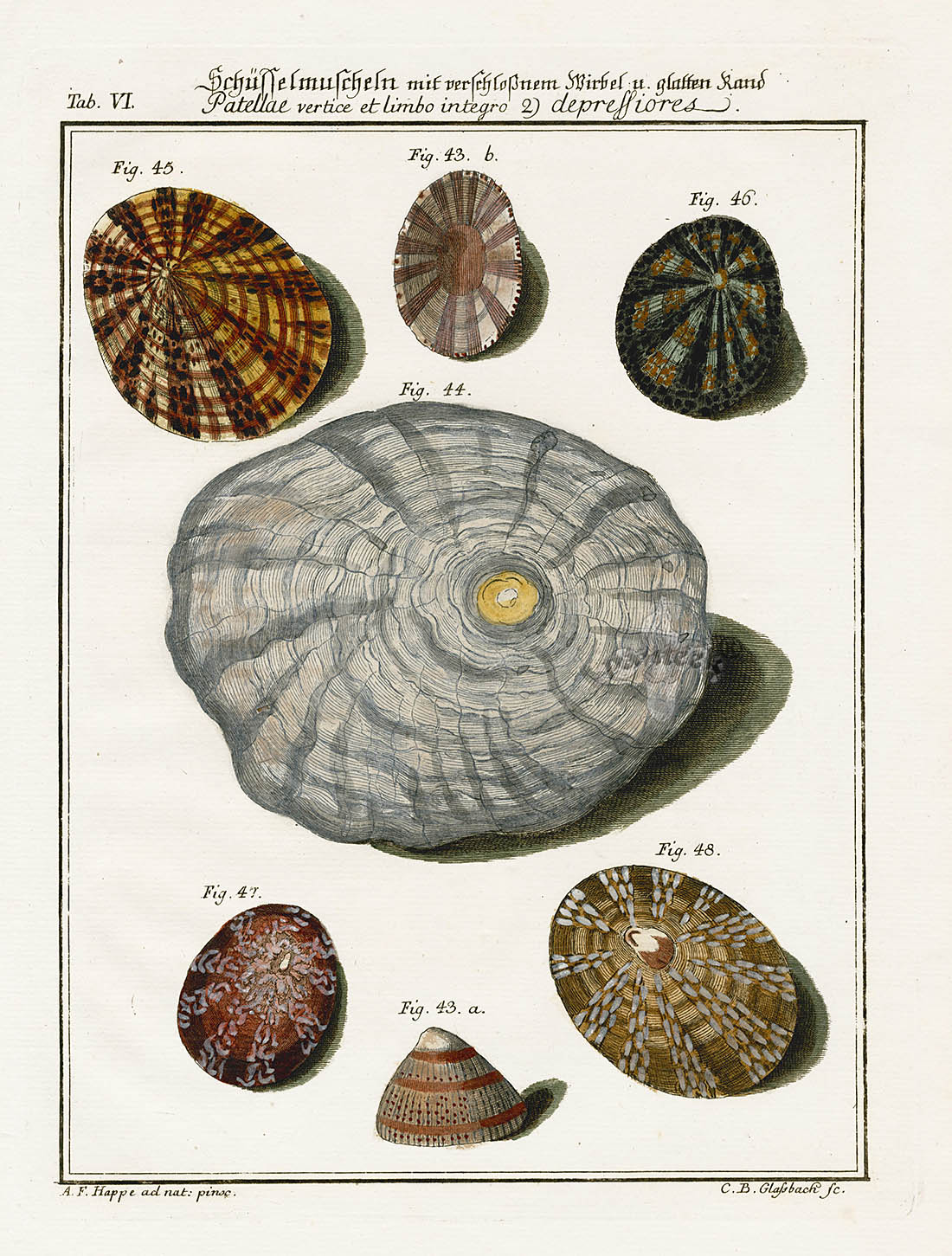 Friedrich Martini Engravings 7 Limpet Shells