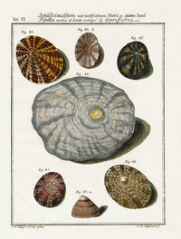 Friedrich Martini Engravings 7 Limpet Shells - Panteek Antique Prints
