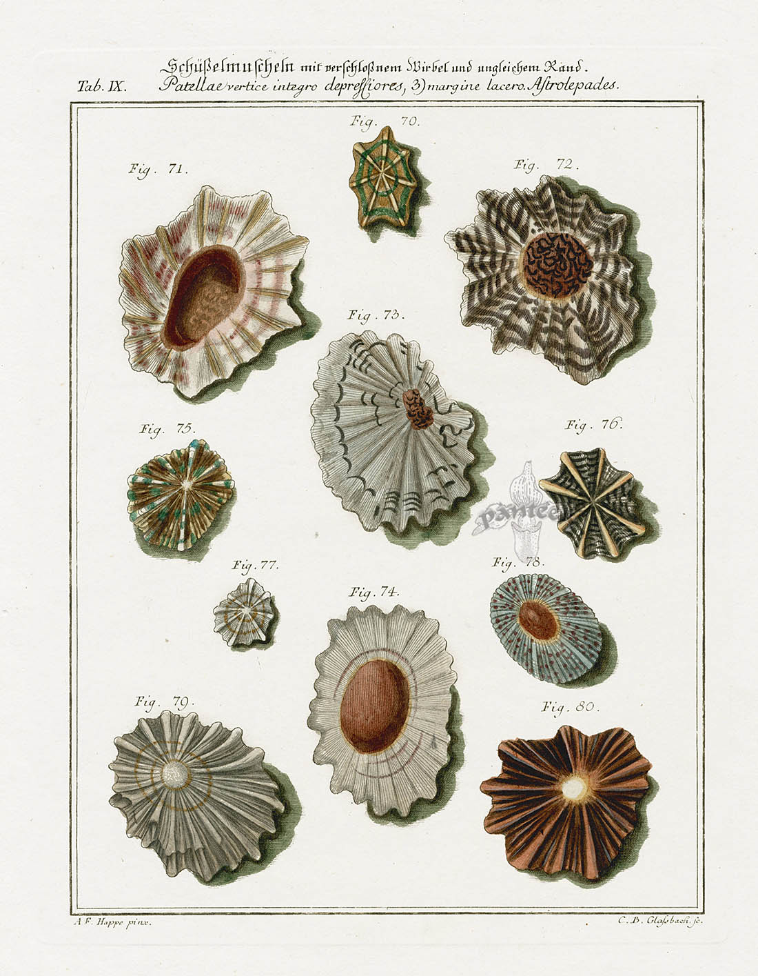 Friedrich Martini Engravings Bowl Shells