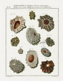 Friedrich Martini Engravings Bowl Shells - Panteek Antique Prints