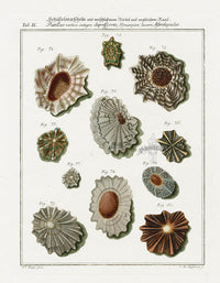 Friedrich Martini Engravings Bowl Shells - Panteek Antique Prints