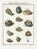 Friedrich Martini Engravings Bubble Shells - Panteek Antique Prints
