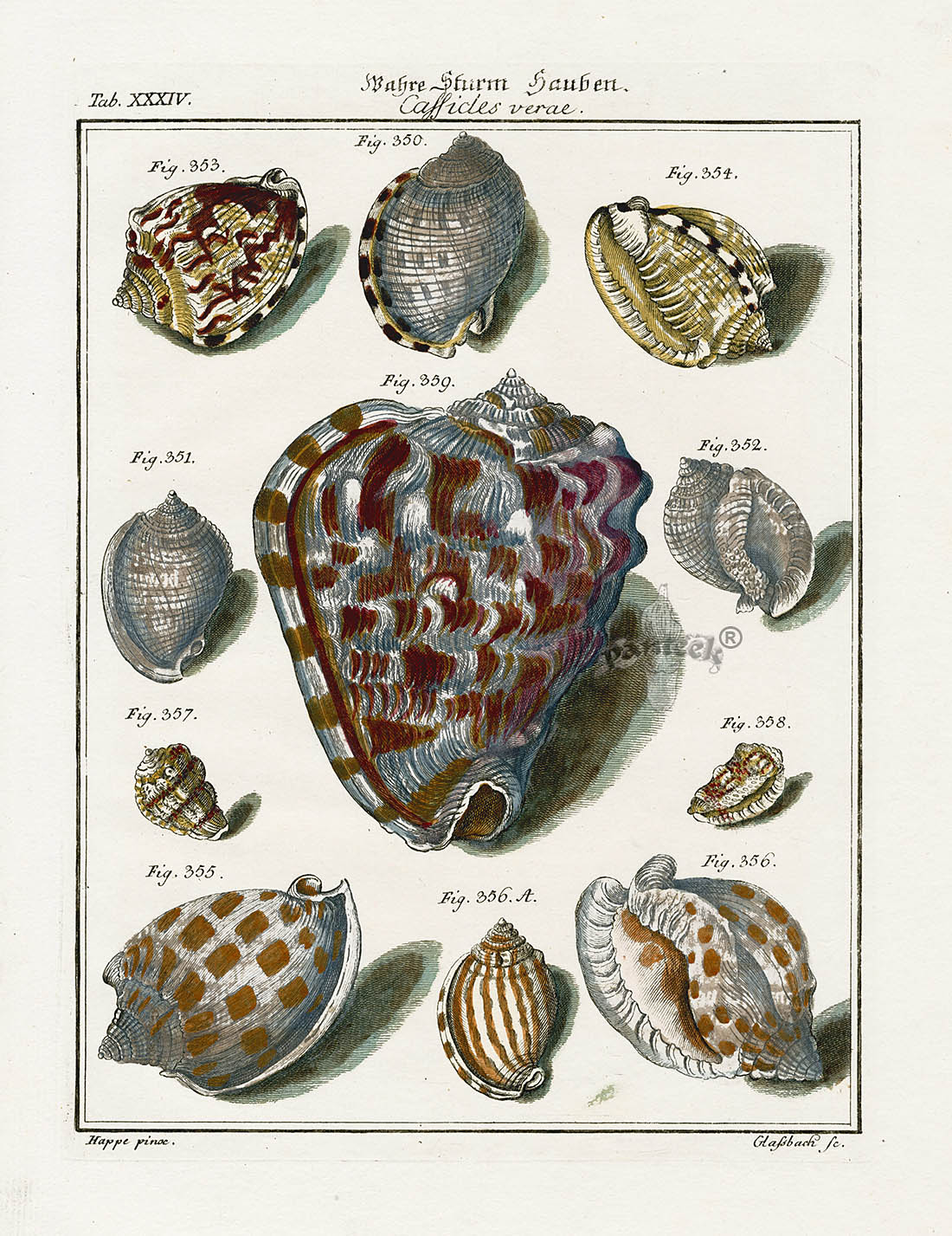 Friedrich Martini Engravings Cassis Shells | Panteek Antique Prints