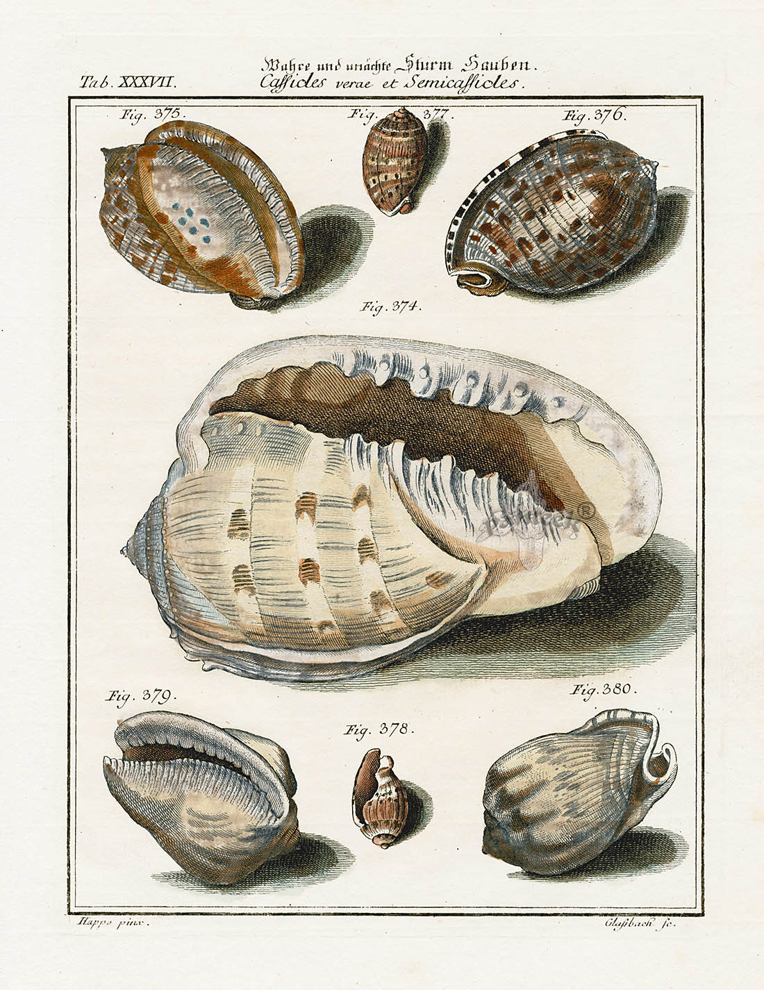 Friedrich Martini Engravings Cowrie Shells