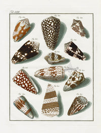 Friedrich Martini Engravings Crown Cone Shells - Panteek Antique Prints