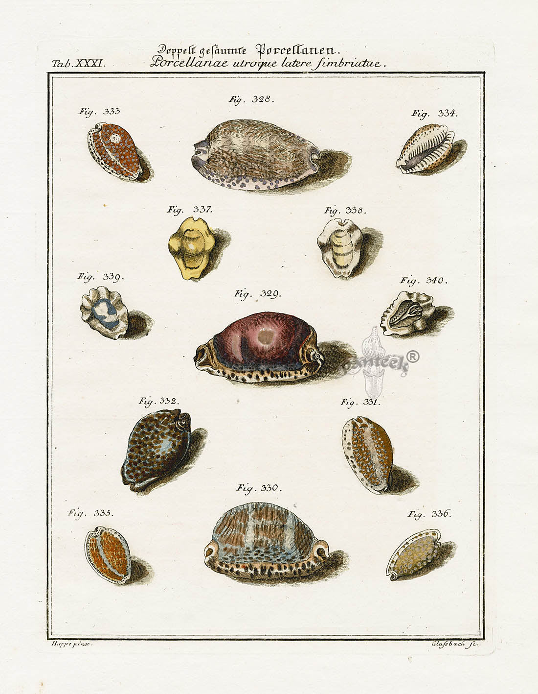Friedrich Martini Engravings Dirty Cowrie Shells