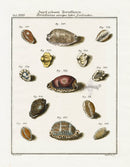 Friedrich Martini Engravings Dirty Cowrie Shells - Panteek Antique Prints
