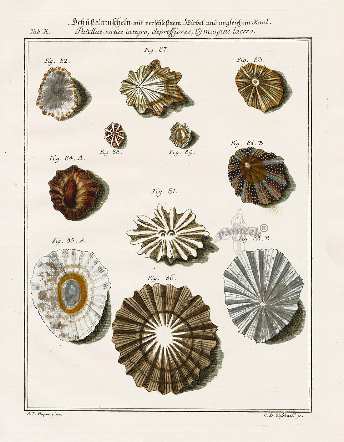 Friedrich Martini Engravings Dish Shells