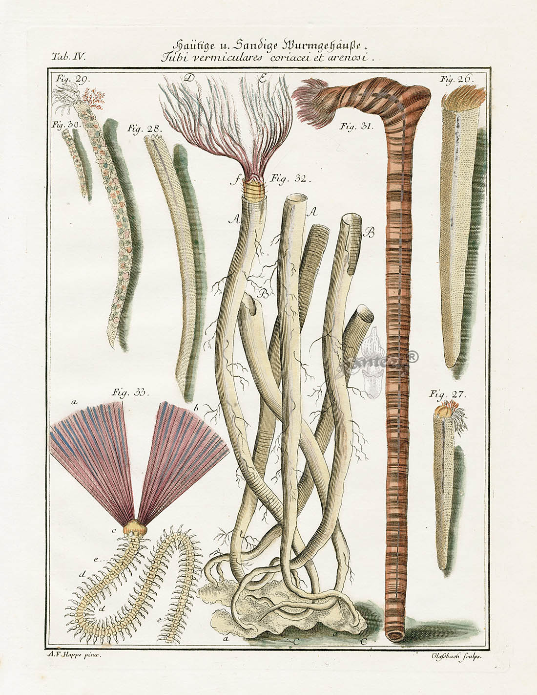 Friedrich Martini Engravings Feather Duster Tube Shells