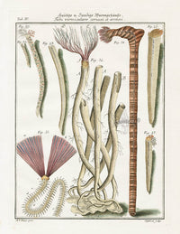 Friedrich Martini Engravings Feather Duster Tube Shells - Panteek Antique Prints