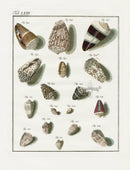 Friedrich Martini Engravings Flavid Cone Shells - Panteek Antique Prints