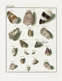 Friedrich Martini Engravings Flavid Cone Shells - Panteek Antique Prints