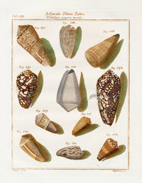 Friedrich Martini Engravings Geography Cone Shells - Panteek Antique Prints