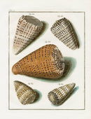 Friedrich Martini Engravings Letter Cone Shells - Panteek Antique Prints