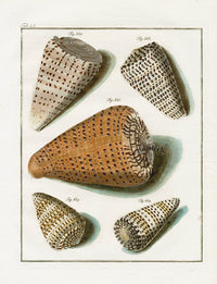 Friedrich Martini Engravings Letter Cone Shells - Panteek Antique Prints