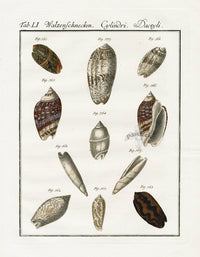 Friedrich Martini Engravings Lettered Olive Shells - Panteek Antique Prints