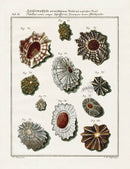 Friedrich Martini Engravings Limpet Shells - Panteek Antique Prints