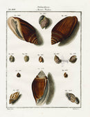 Friedrich Martini Engravings Midas's Ear Shells - Panteek Antique Prints