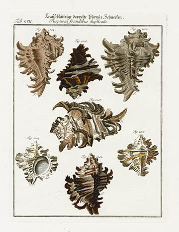 Friedrich Martini Engravings Murex Shells