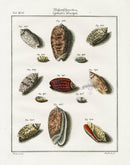 Friedrich Martini Engravings Netted Olive Shells - Panteek Antique Prints