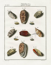 Friedrich Martini Engravings Netted Olive Shells - Panteek Antique Prints