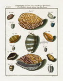 Friedrich Martini Engravings Pacific Deer Cowry Shells - Panteek Antique Prints