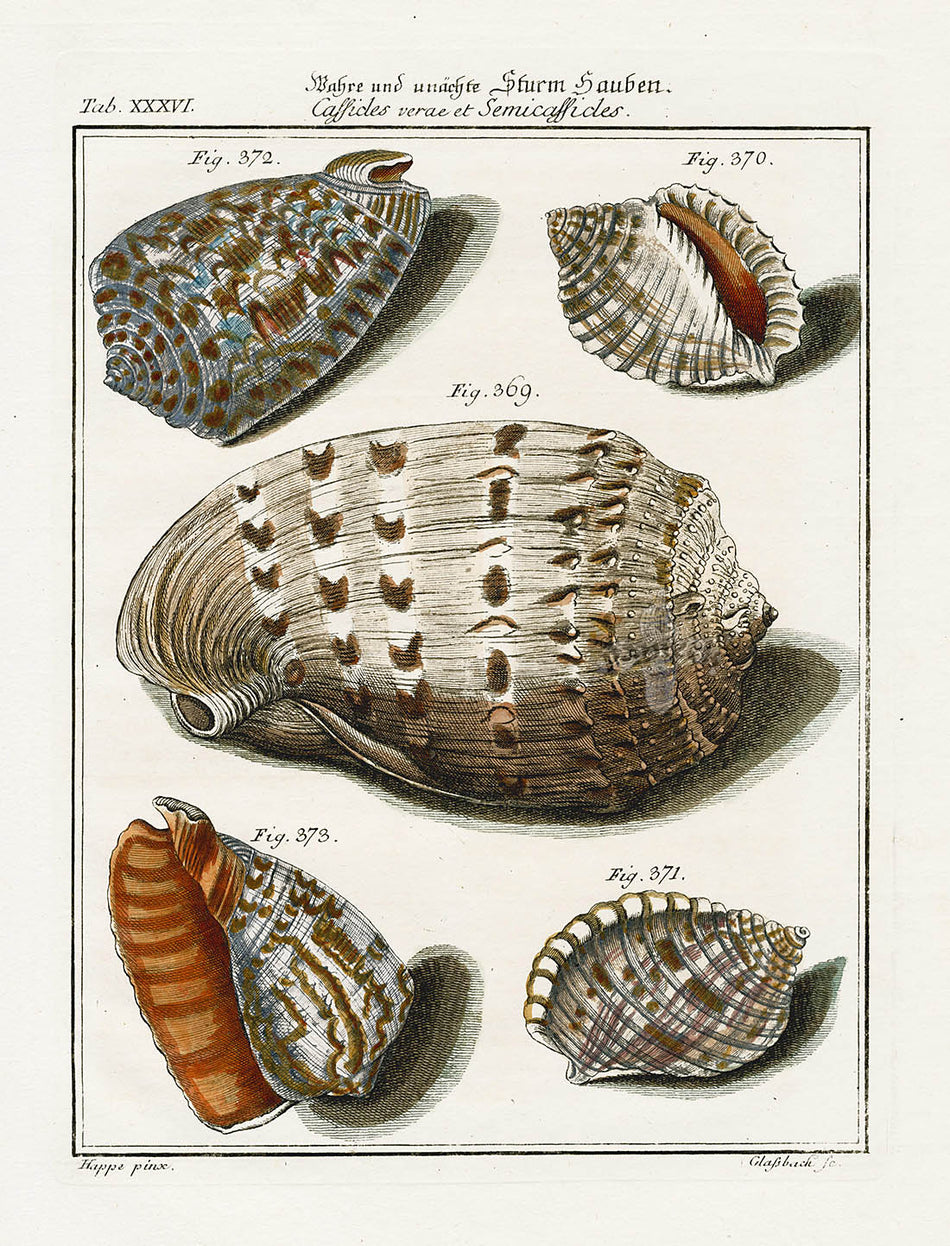 Friedrich Martini Engravings Partridge Tun Shells | Panteek Antique Prints