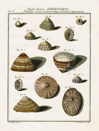 Friedrich Martini Engravings Patella Shells - Panteek Antique Prints