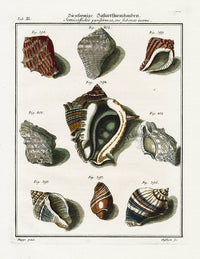 Friedrich Martini Engravings Pear-Shaped Shells - Panteek Antique Prints