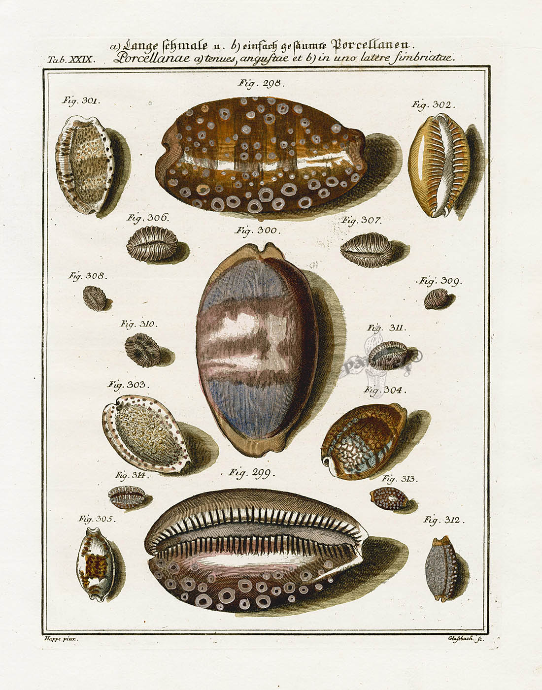Friedrich Martini Engravings Snakehead Cowry Shells