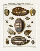 Friedrich Martini Engravings Snakehead Cowry Shells - Panteek Antique Prints