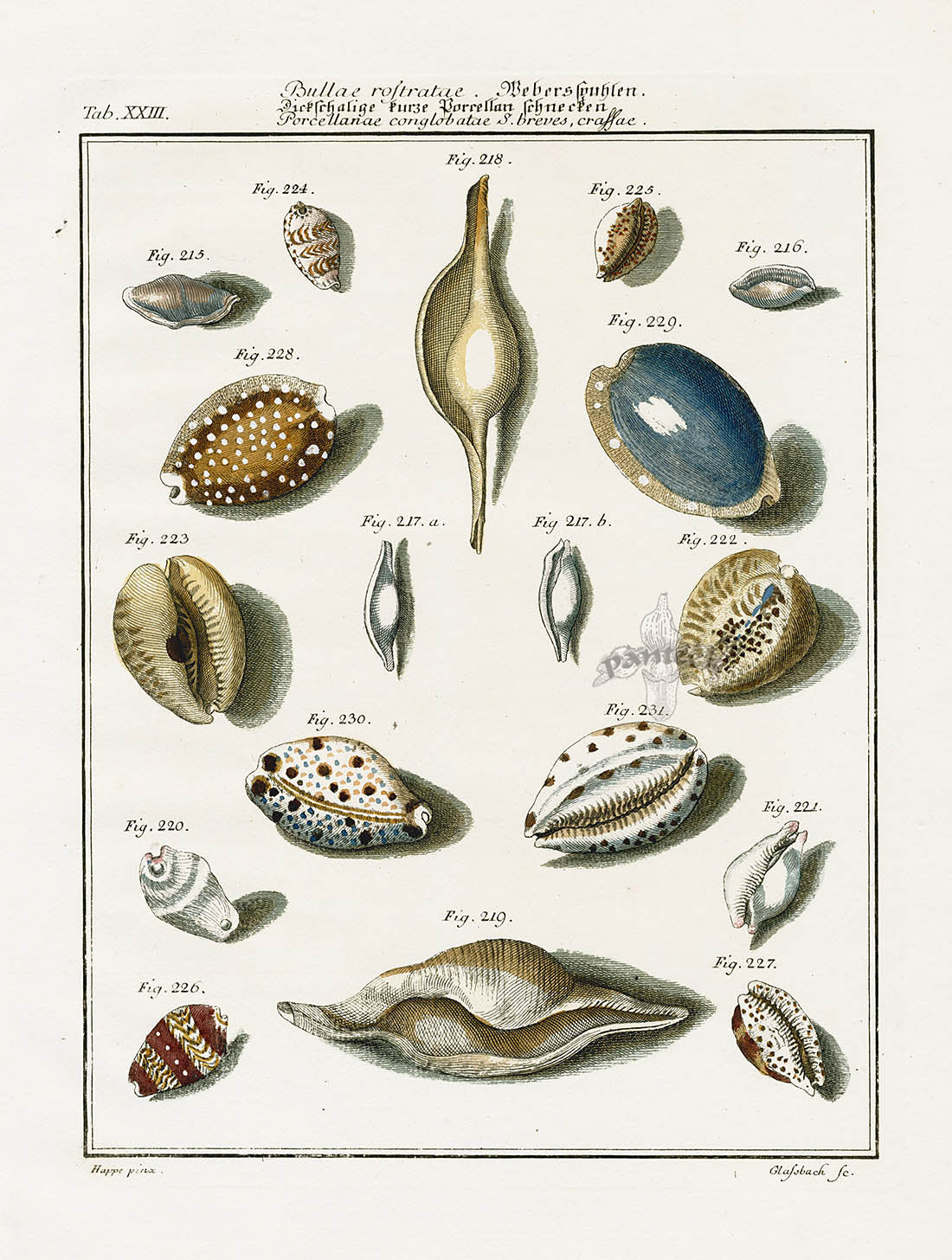 Friedrich Martini Engravings Spindle Egg Cowry Shells