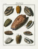 Friedrich Martini Engravings Tent Olive Shells - Panteek Antique Prints