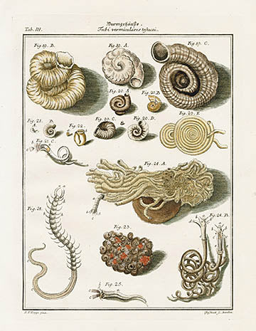 Friedrich Martini Engravings Tube Shells