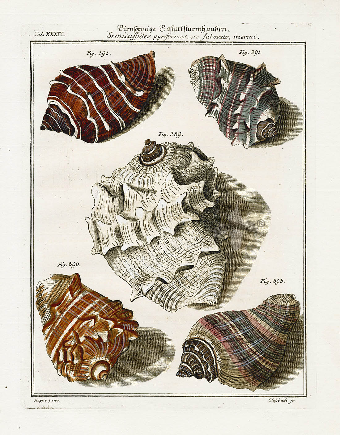 Friedrich Martini Engravings Turban Shells