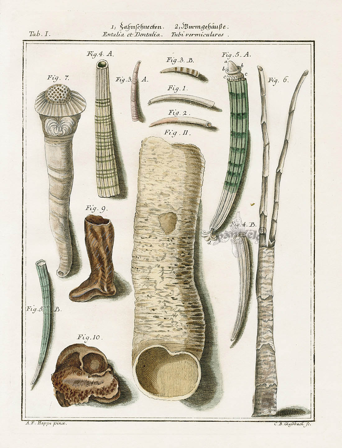 Friedrich Martini Engravings Tusk & Tube Shells