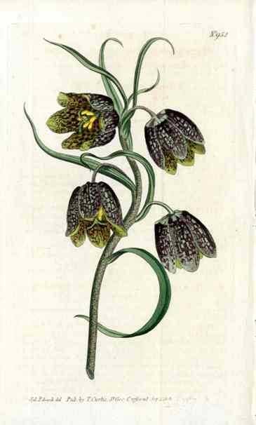 Frilillaria Racemosa Curtis Carnivorous Botanical