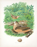 Gentry Chromolithograph Bird, Nest American Woodcock - Panteek Antique Prints
